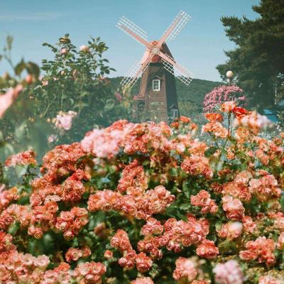 澳门威斯人手机app下载截图